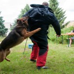 Tygr_2013_311