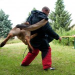 Tygr_2013_312