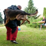 Tygr_2013_313
